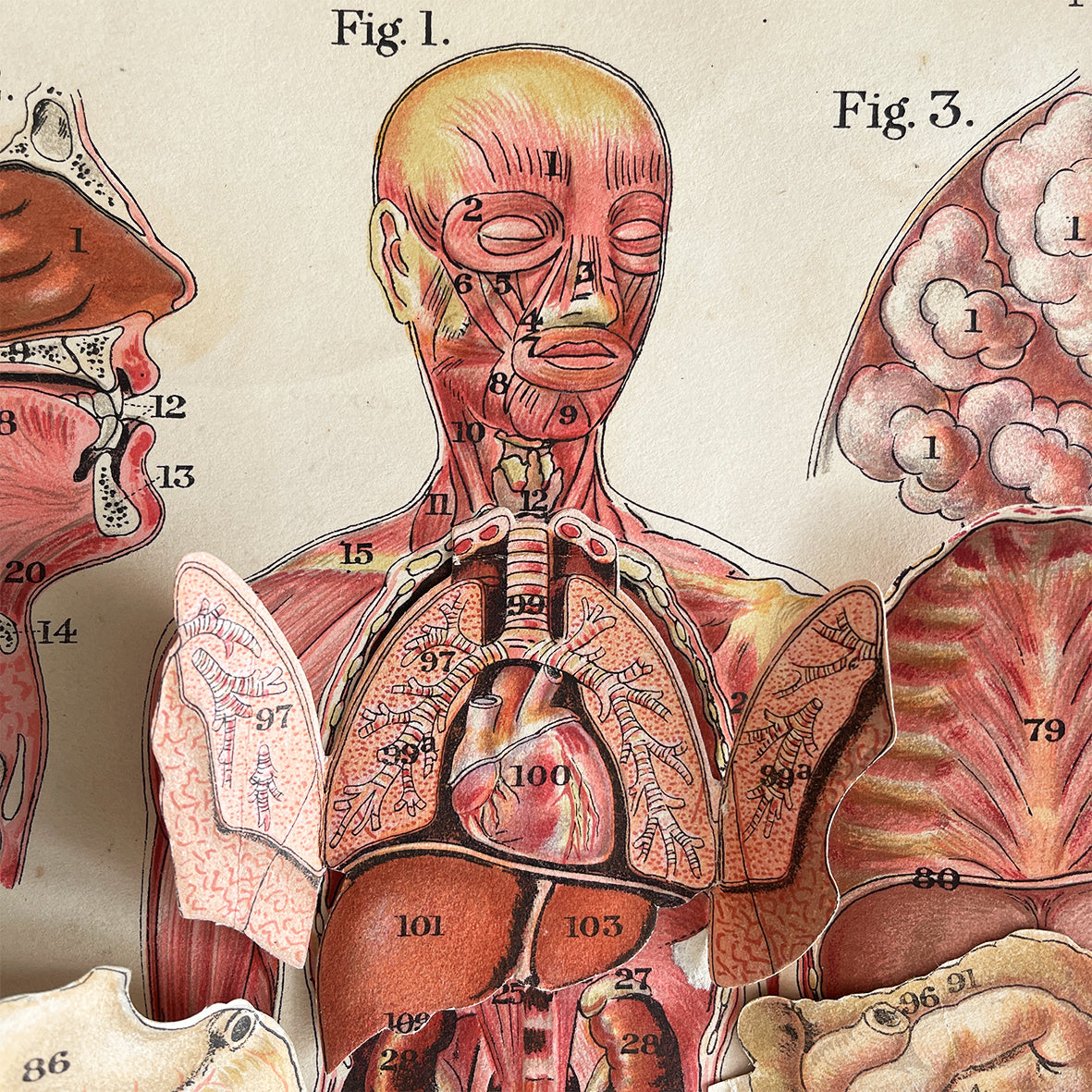 A 1940's Baillieres Popular Atlas Of The Anatomy Of The Female Human Body. Wonderful diagrammatic illustrations with revealing layers - SHOP NOW - www.intovintage.co.uk