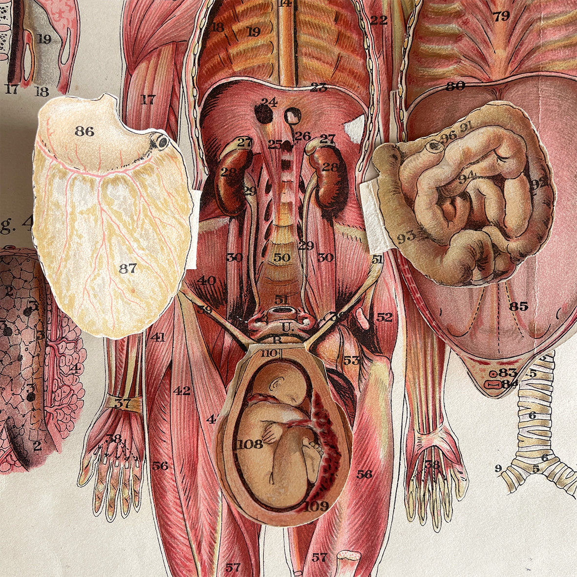 A 1940's Baillieres Popular Atlas Of The Anatomy Of The Female Human Body. Wonderful diagrammatic illustrations with revealing layers - SHOP NOW - www.intovintage.co.uk