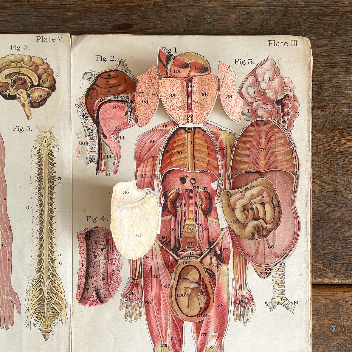 A 1940's Baillieres Popular Atlas Of The Anatomy Of The Female Human Body. Wonderful diagrammatic illustrations with revealing layers - SHOP NOW - www.intovintage.co.uk