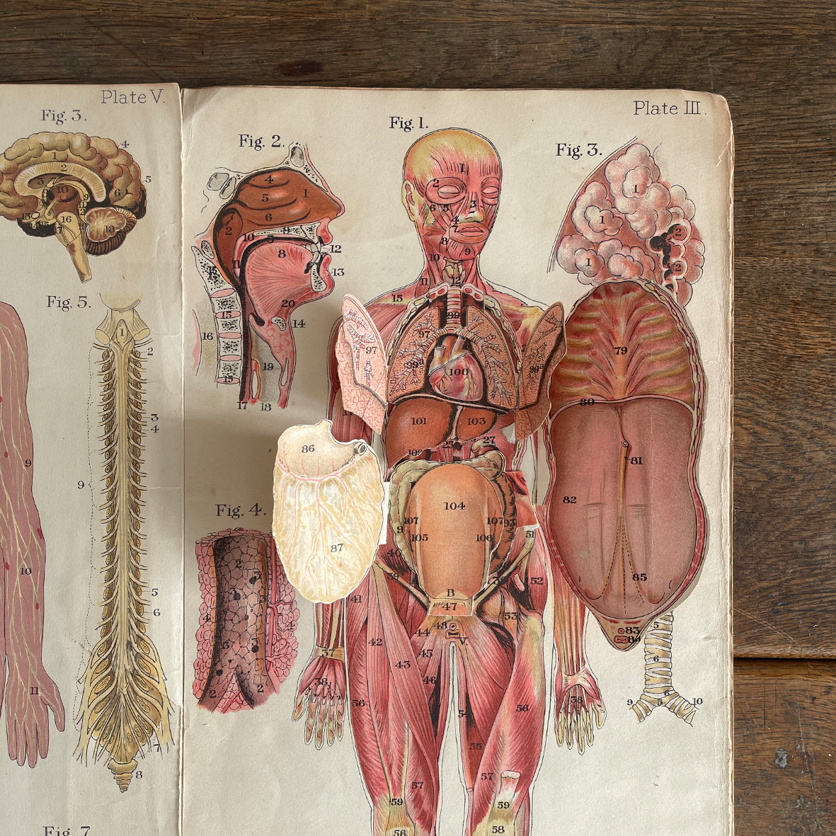 A 1940's Baillieres Popular Atlas Of The Anatomy Of The Female Human Body. Wonderful diagrammatic illustrations with revealing layers - SHOP NOW - www.intovintage.co.uk