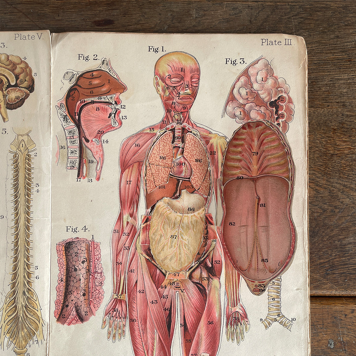 A 1940's Baillieres Popular Atlas Of The Anatomy Of The Female Human Body. Wonderful diagrammatic illustrations with revealing layers - SHOP NOW - www.intovintage.co.uk