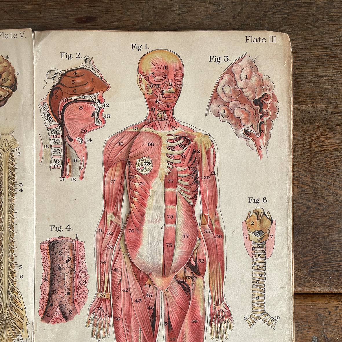 A 1940's Baillieres Popular Atlas Of The Anatomy Of The Female Human Body. Wonderful diagrammatic illustrations with revealing layers - SHOP NOW - www.intovintage.co.uk