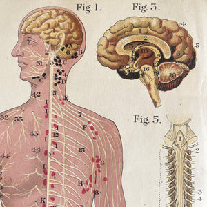 A 1940's Baillieres Popular Atlas Of The Anatomy Of The Female Human Body. Wonderful diagrammatic illustrations with revealing layers - SHOP NOW - www.intovintage.co.uk