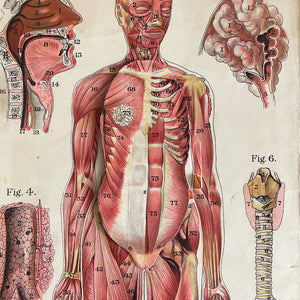 A 1940's Baillieres Popular Atlas Of The Anatomy Of The Female Human Body. Wonderful diagrammatic illustrations with revealing layers - SHOP NOW - www.intovintage.co.uk