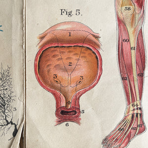 A 1940's Baillieres Popular Atlas Of The Anatomy Of The Female Human Body. Wonderful diagrammatic illustrations with revealing layers - SHOP NOW - www.intovintage.co.uk