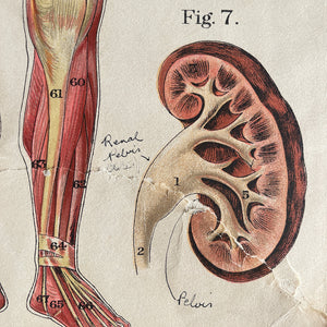 A 1940's Baillieres Popular Atlas Of The Anatomy Of The Female Human Body. Wonderful diagrammatic illustrations with revealing layers - SHOP NOW - www.intovintage.co.uk