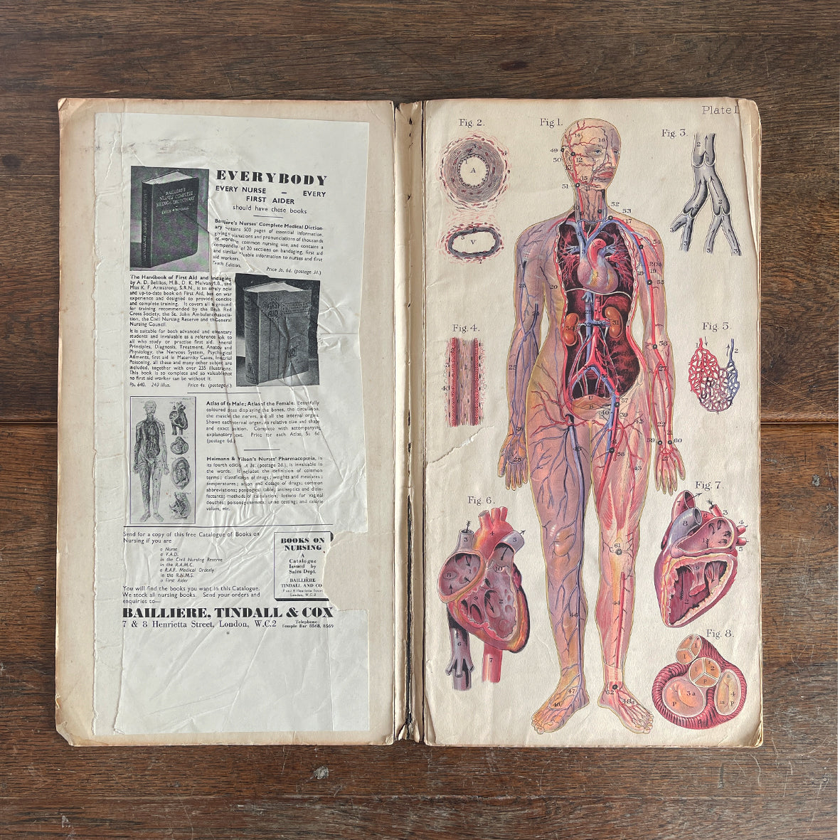 A 1940's Baillieres Popular Atlas Of The Anatomy Of The Female Human Body. Wonderful diagrammatic illustrations with revealing layers - SHOP NOW - www.intovintage.co.uk