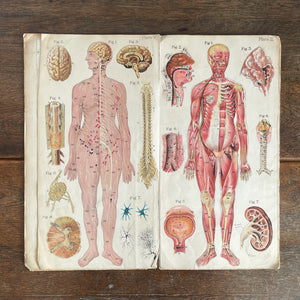 A 1940's Baillieres Popular Atlas Of The Anatomy Of The Female Human Body. Wonderful diagrammatic illustrations with revealing layers - SHOP NOW - www.intovintage.co.uk