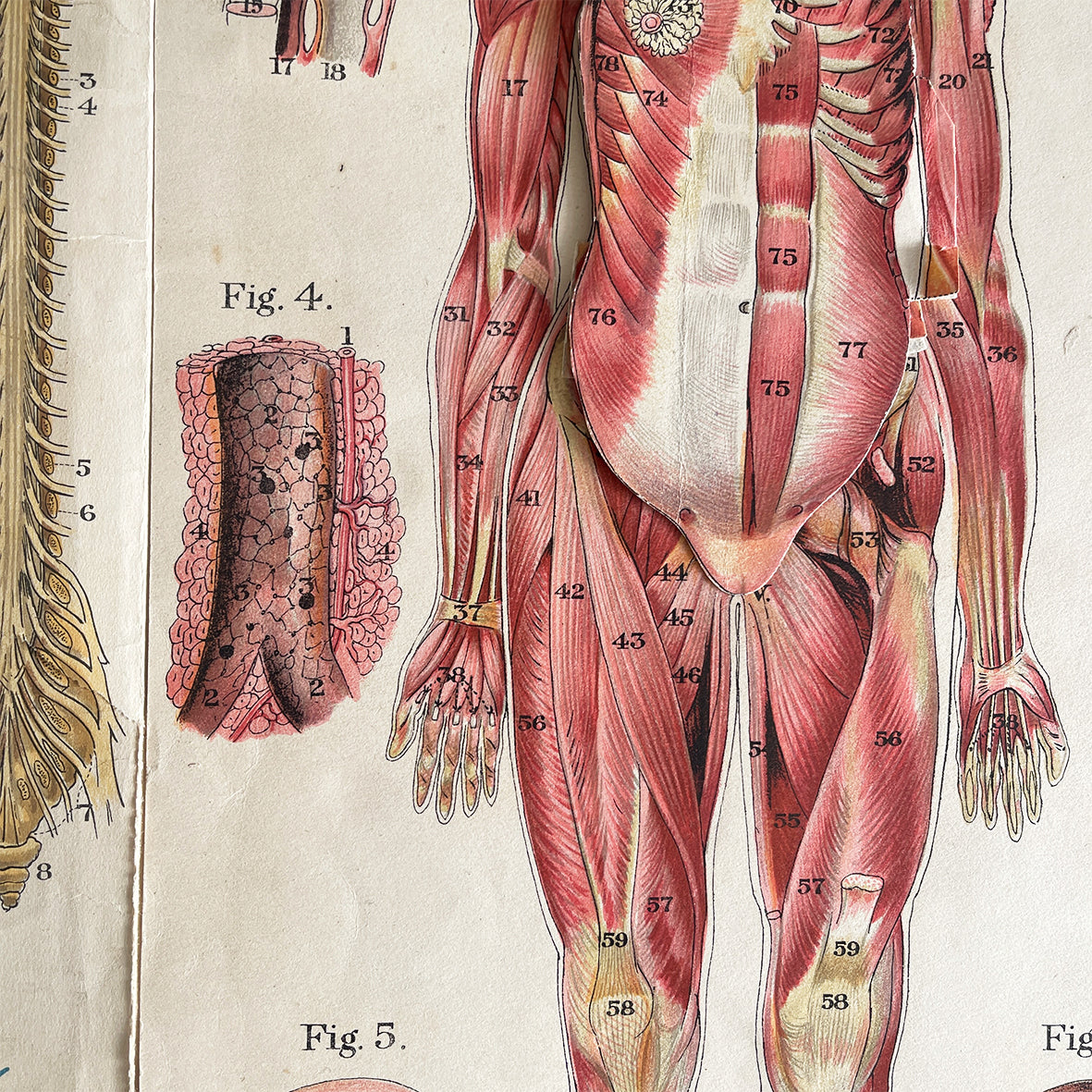 A 1940's Baillieres Popular Atlas Of The Anatomy Of The Female Human Body. Wonderful diagrammatic illustrations with revealing layers - SHOP NOW - www.intovintage.co.uk