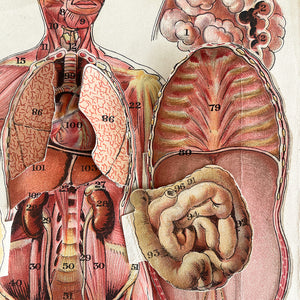 A 1940's Baillieres Popular Atlas Of The Anatomy Of The Female Human Body. Wonderful diagrammatic illustrations with revealing layers - SHOP NOW - www.intovintage.co.uk